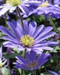 Anemone blanda blue shades.jpg